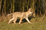 CHIEN-LOUP TCHEQUE 254